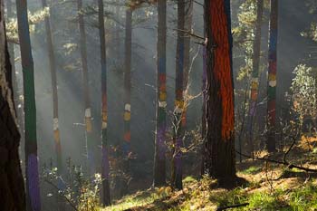 Click for larger image of the painted forest of Oma