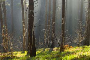 Click for larger image of the painted forest of Oma