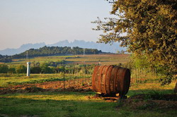 Paisatge agricola, Alt Penedes - CCbySA MARIA ROSA FERRE