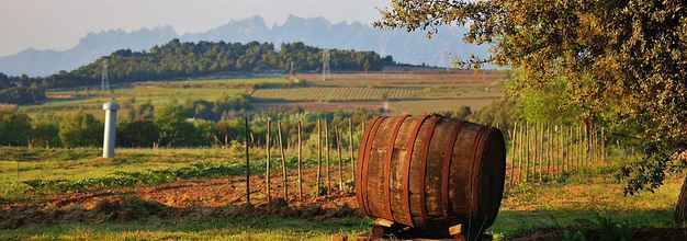 Paisatge agricola, Alt Penedes - CCbySA MARIA ROSA FERRE