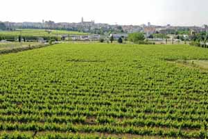 Cava and Hotel Mastinell, Alt Penedes