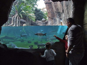 Fish and turtles at Bioparc Fuengirola