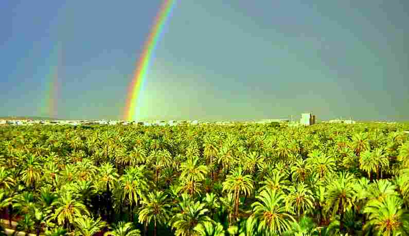 Palmeral de Elche (Elx), Spain 