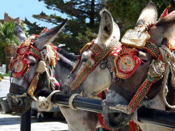 Mijas burrotaxi