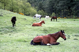 El Mundo de los Caballos